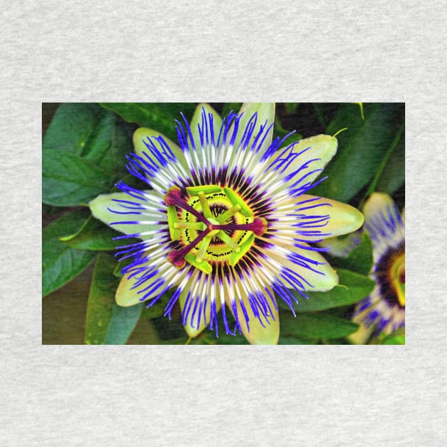 Passion Flower Summer Flowering Plant by AndyEvansPhotos